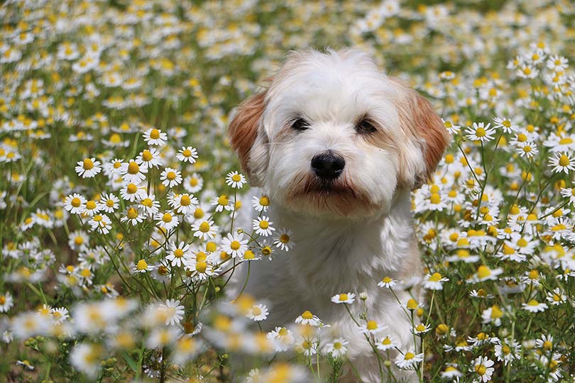 Schnese in flower field