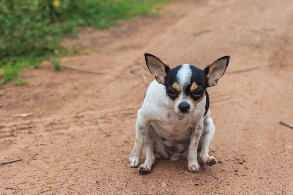 Scooting Chihuahua rod butt