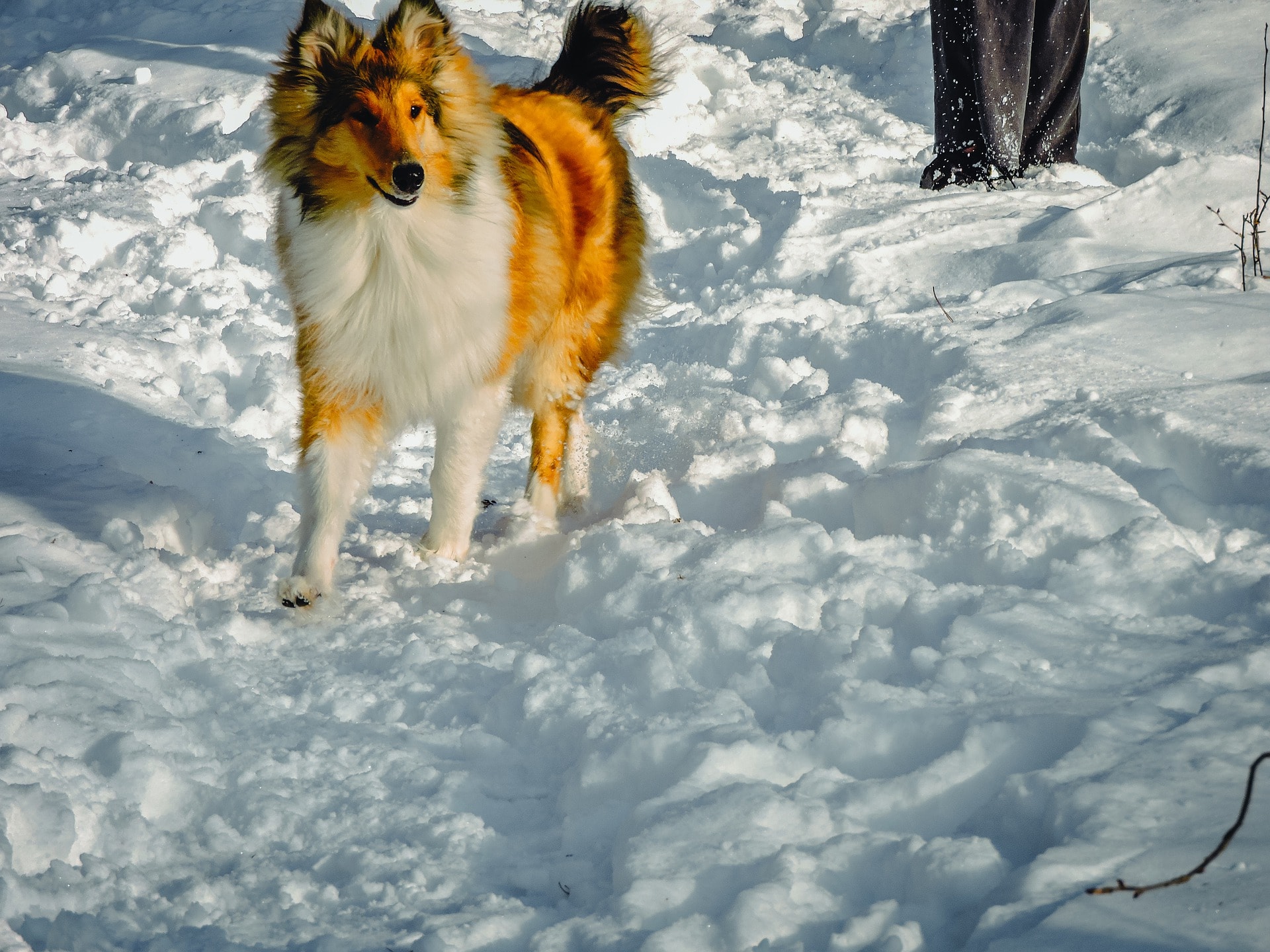 Scotch Collie