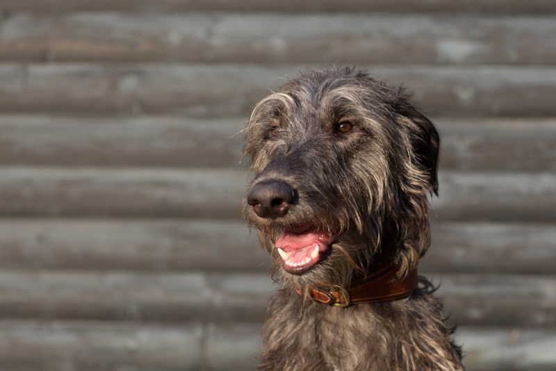 Scottish Deerhound puppy portrait