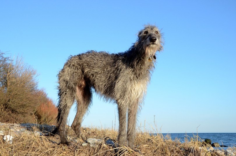 Scottish Deerhound standing at beach