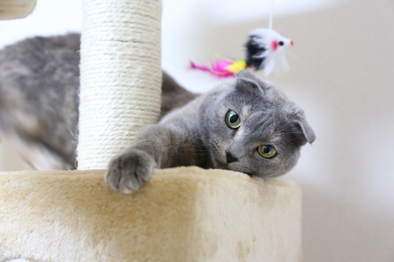 Scottish Fold Cat