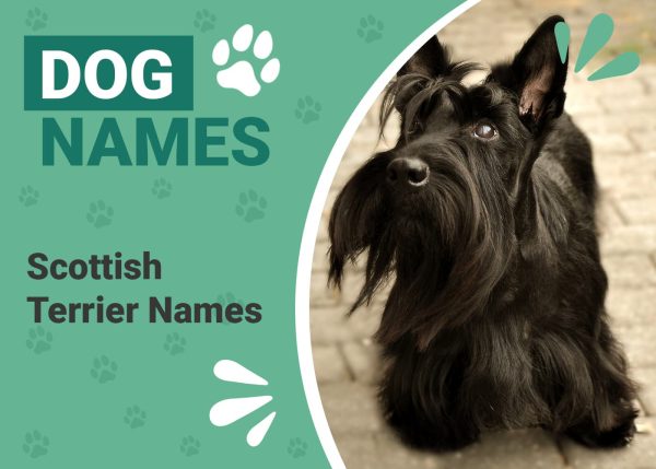 Scottish Terrier Names