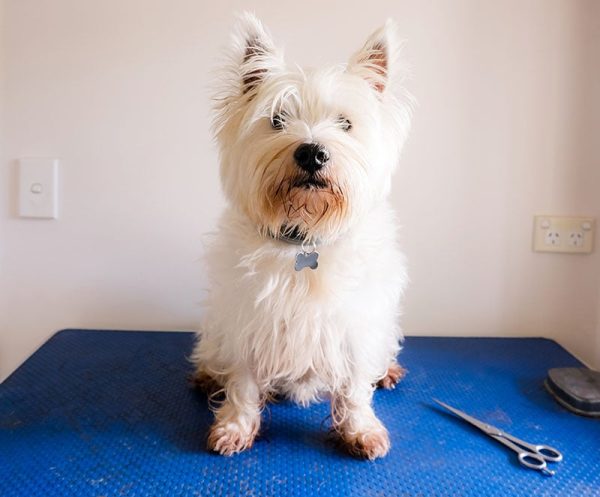 west highland white terrier