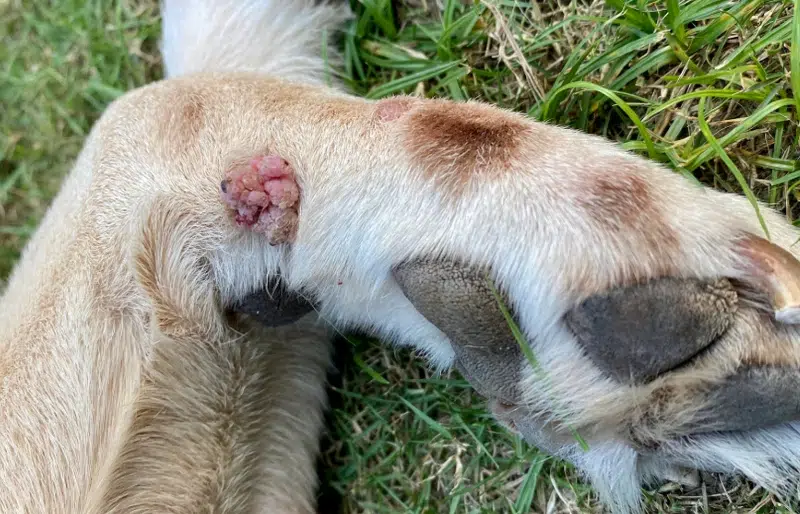 Sebaceous Adenoma on dog's leg