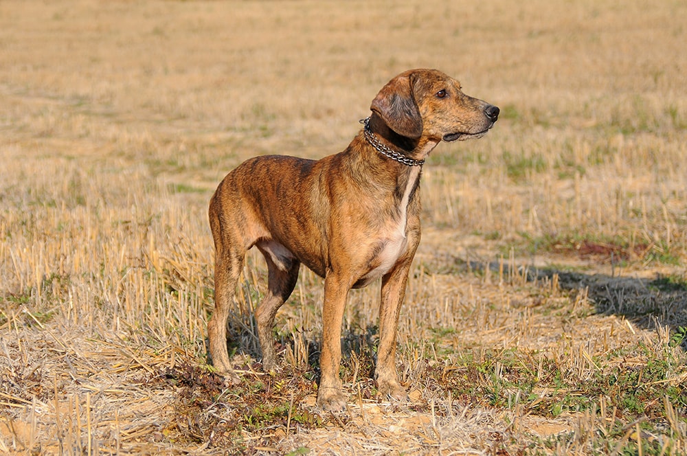 Segugio Maremanno_Ricantimages_Shutterstock