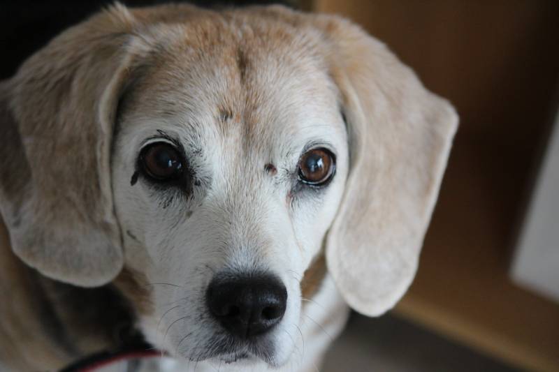 Senior beagle with soulful eyes showing signs of age with skin tags and fading fur color