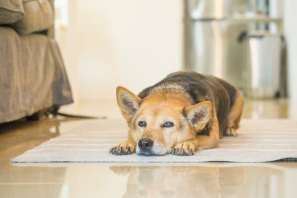 Senior dog resting at the floor