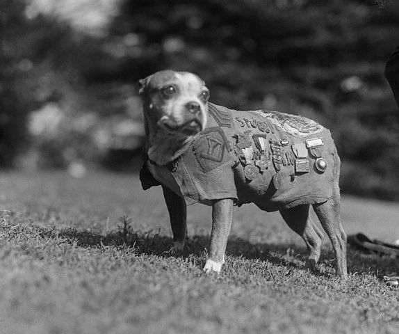 Original caption: Washington, DC: Meet up with Stubby, a 9-year-old veteran of the canine species. He has been through the World War as mascot for the 102nd Infantry, 26th Division. Stubby visited the White House to call on President Coolidge. November 1924
