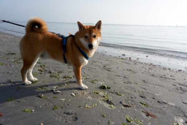 Sesame shiba inu on a leash at the beach
