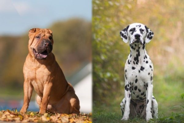 Shar-pei vs Dalmatian Dog mix breed