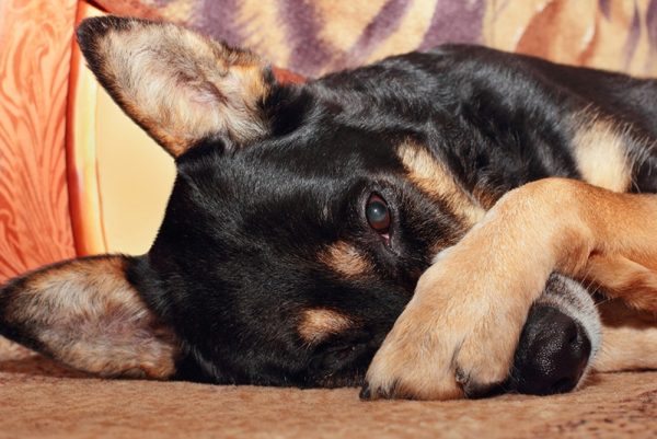 Sheep dog covering her nose with her paw