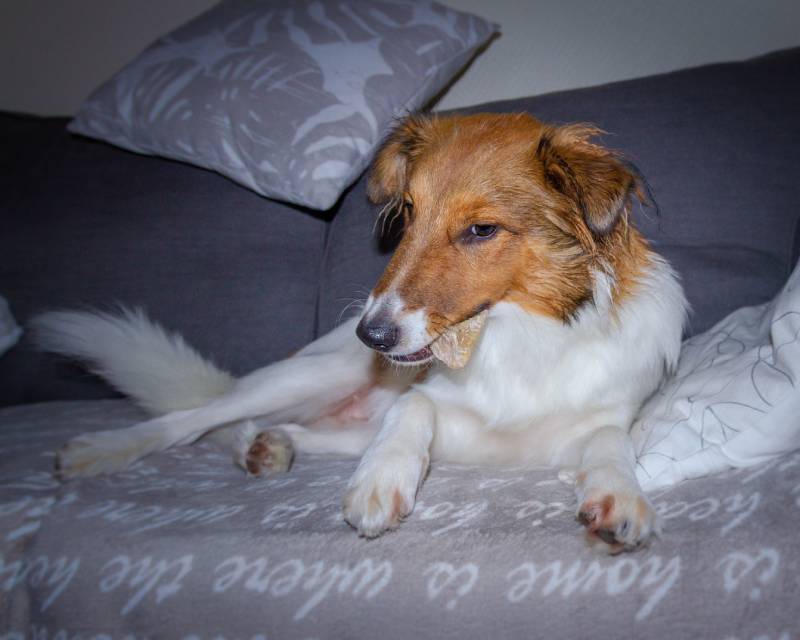 Sheltie dog with treat in mouth and lying on couch