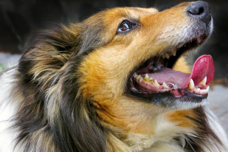 Sheltie shetland sheepdog showing teeth dental disease