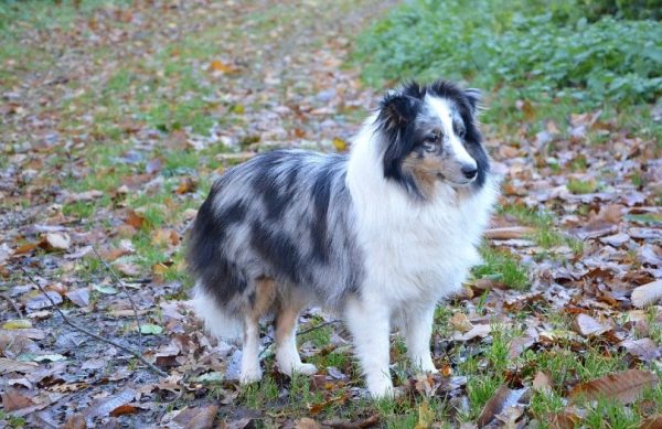 Shetland Sheepdog