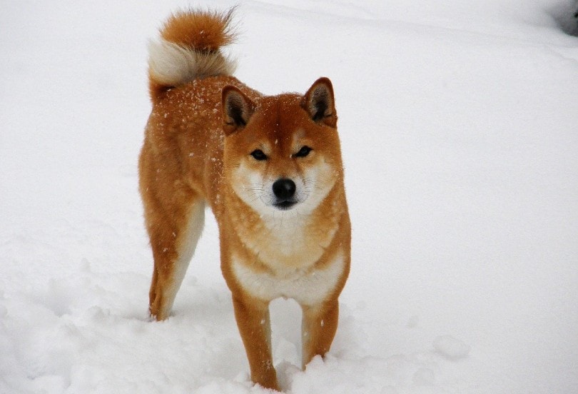 Shiba Inu in snow