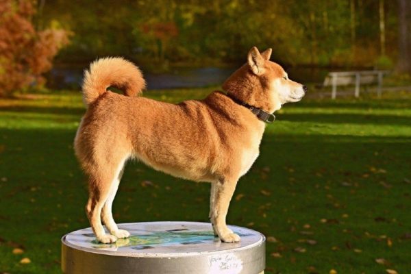 Shiba Inu Dog