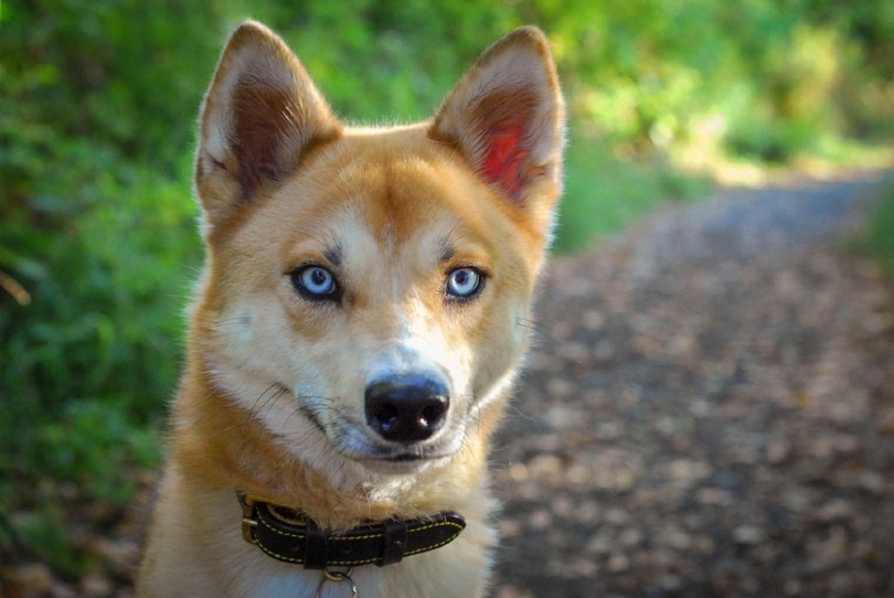 Shiba Inu Husky mix face closeup