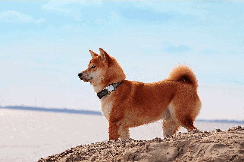 Shiba-Inu-on-beach