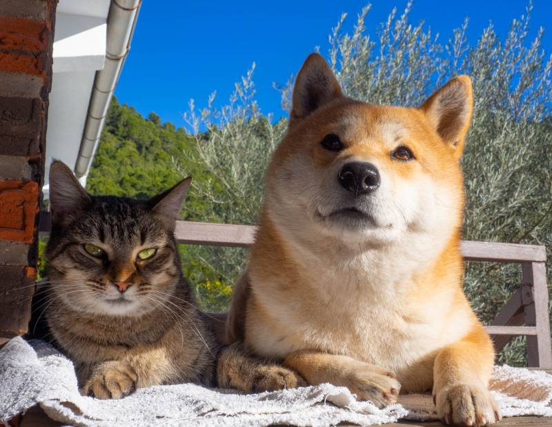 Shiba Inu puppy and his friend striped kitten