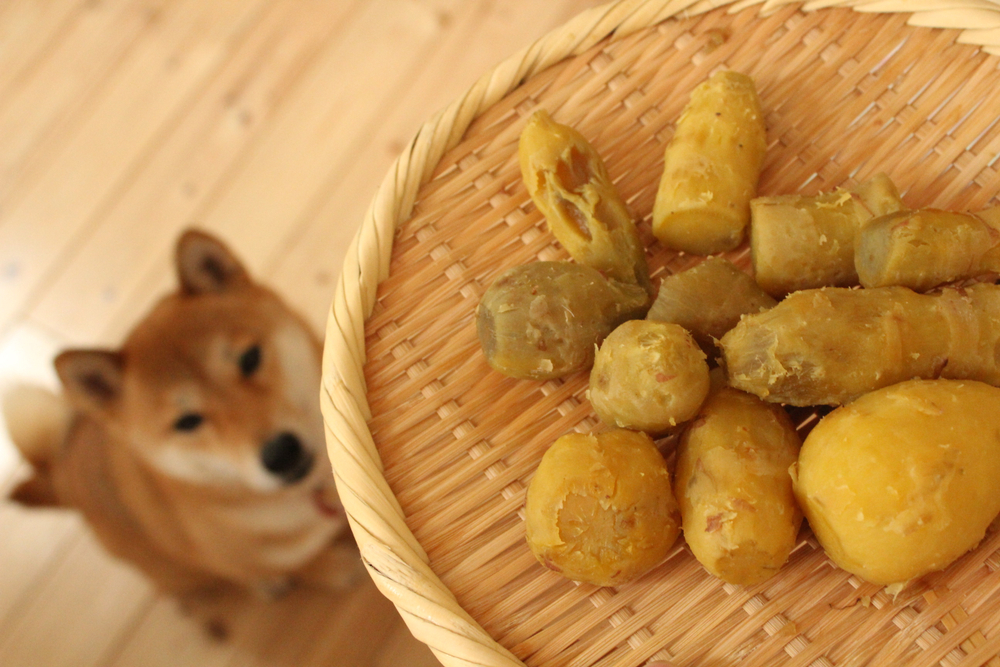 Shiba Inu sitting while staring a sweet potato dish