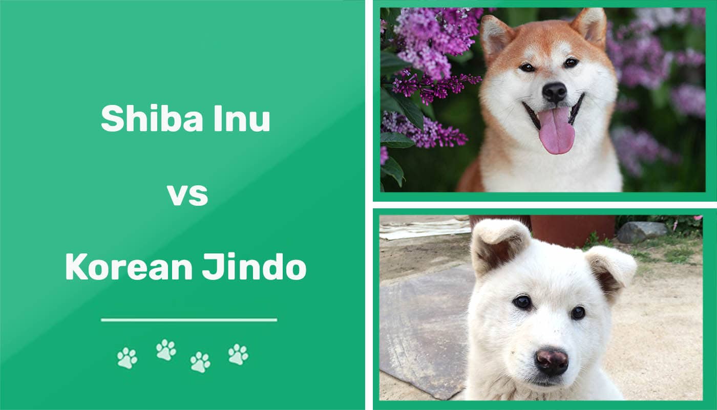 Shiba Inu vs Korean Jindo