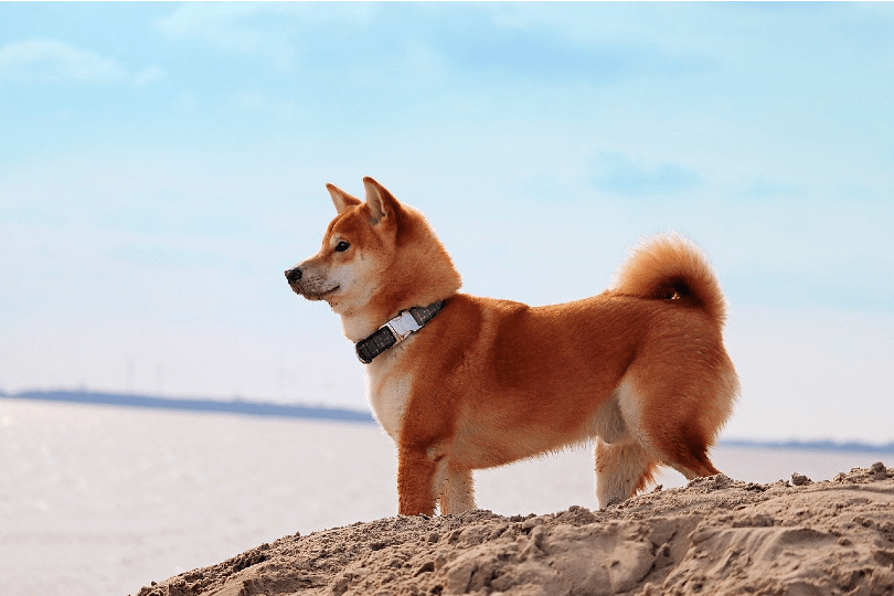 Shiba Inu on beach