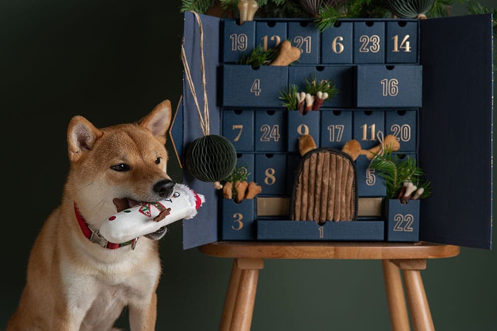 Shiba inu dog inspects an advent calendar with handmade treats and eco toys for dog