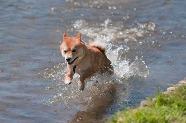 Shiba inu dog jumping in water