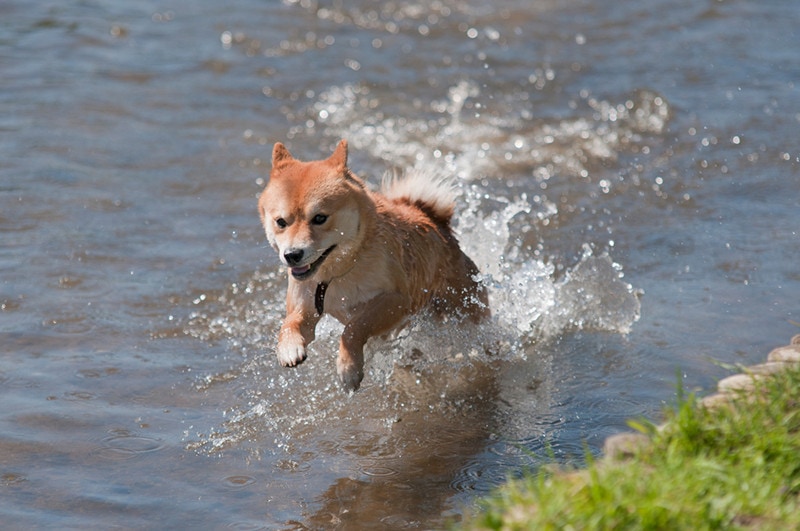 Shiba inu dog jumping in water