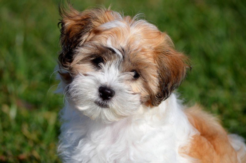 Shichon Shih Tzu Bichon Frise mix dog