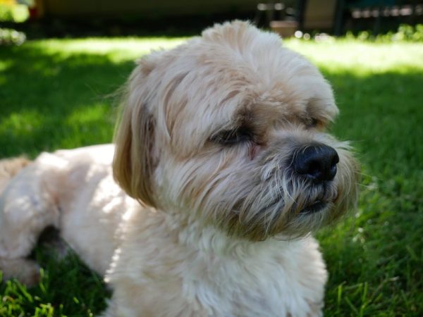 Shih Apso_Grace Stensland_Shutterstock