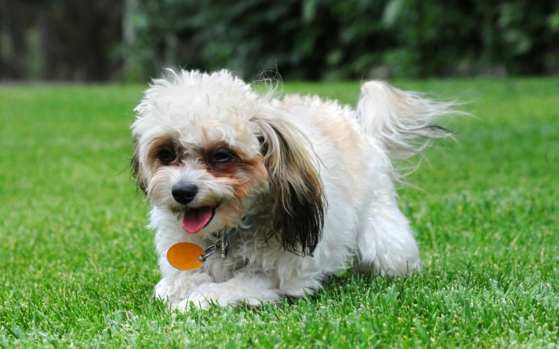 Shih Poo dog on grass