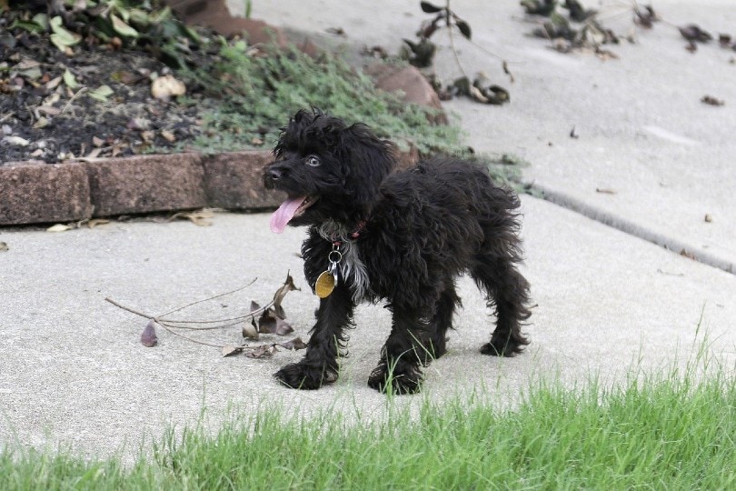 Shih-Poo