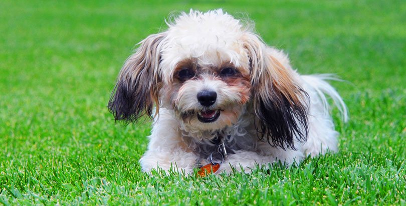 Shih Poo sitting in grass