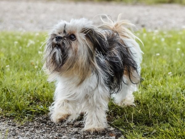 Shih Tzu barking at something