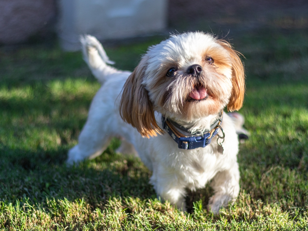 Shih Tzu cute small dog smiling in the grass