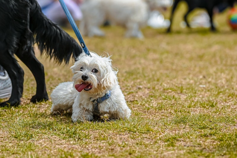 Shih Tzu on a leash barking