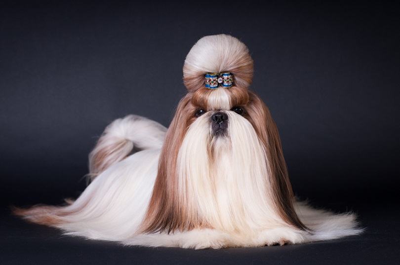 shih tzu