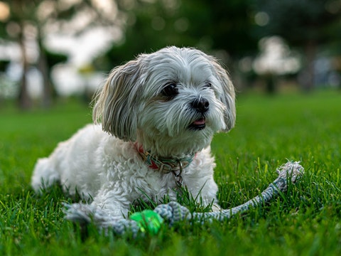 Shih Tzus
