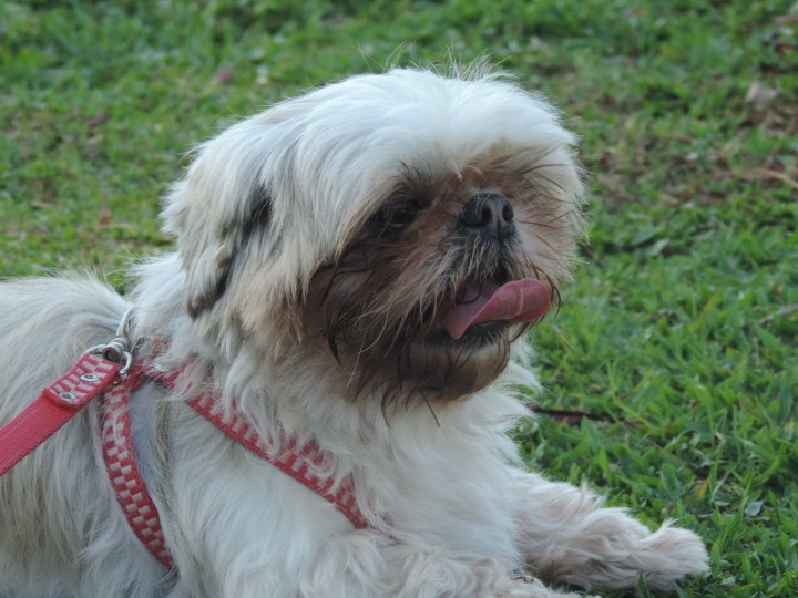 Shih tzu licking its nose