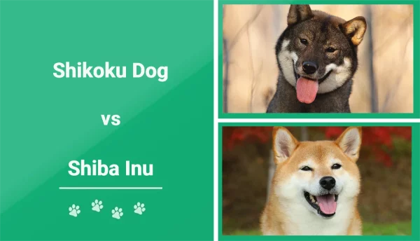 Shikoku Dog vs Shiba Inu - Featured Image