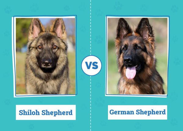 Shiloh Shepherd vs German Shepherd