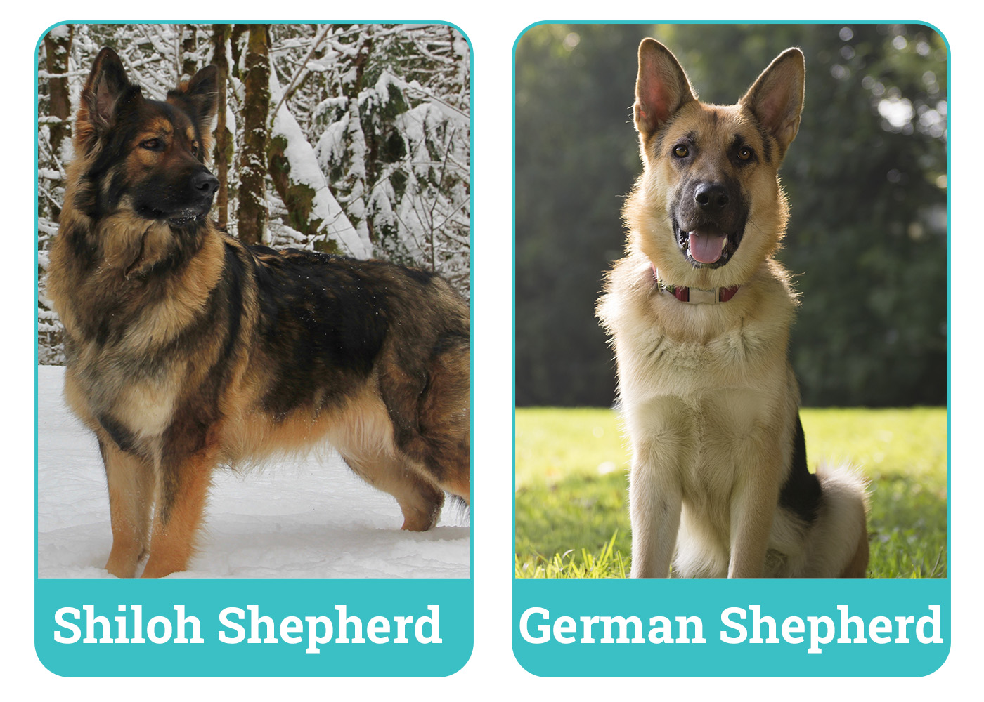 Shiloh Shepherd vs German Shepherd side by side