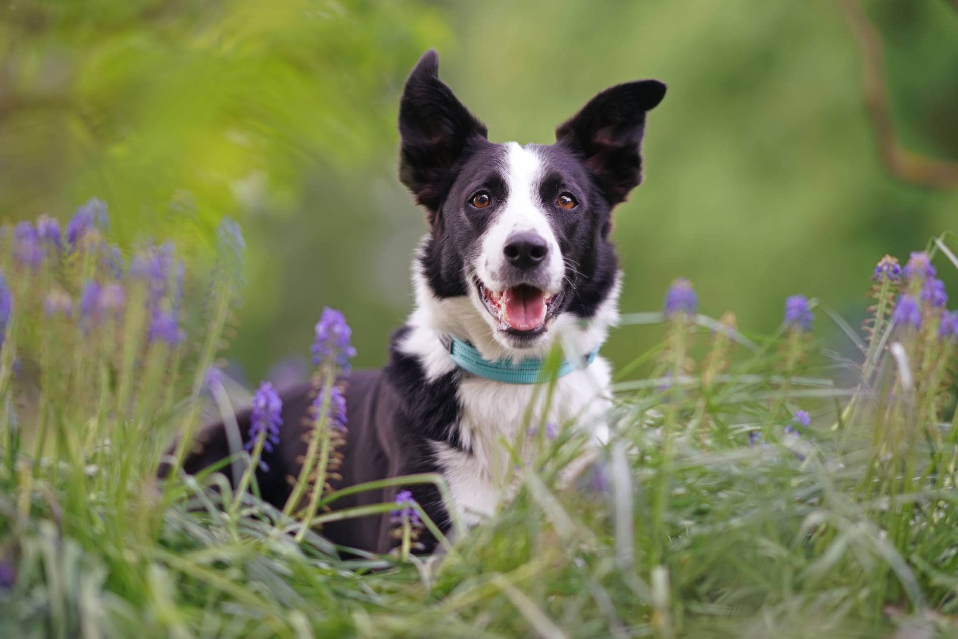 Short Haired Border Collie