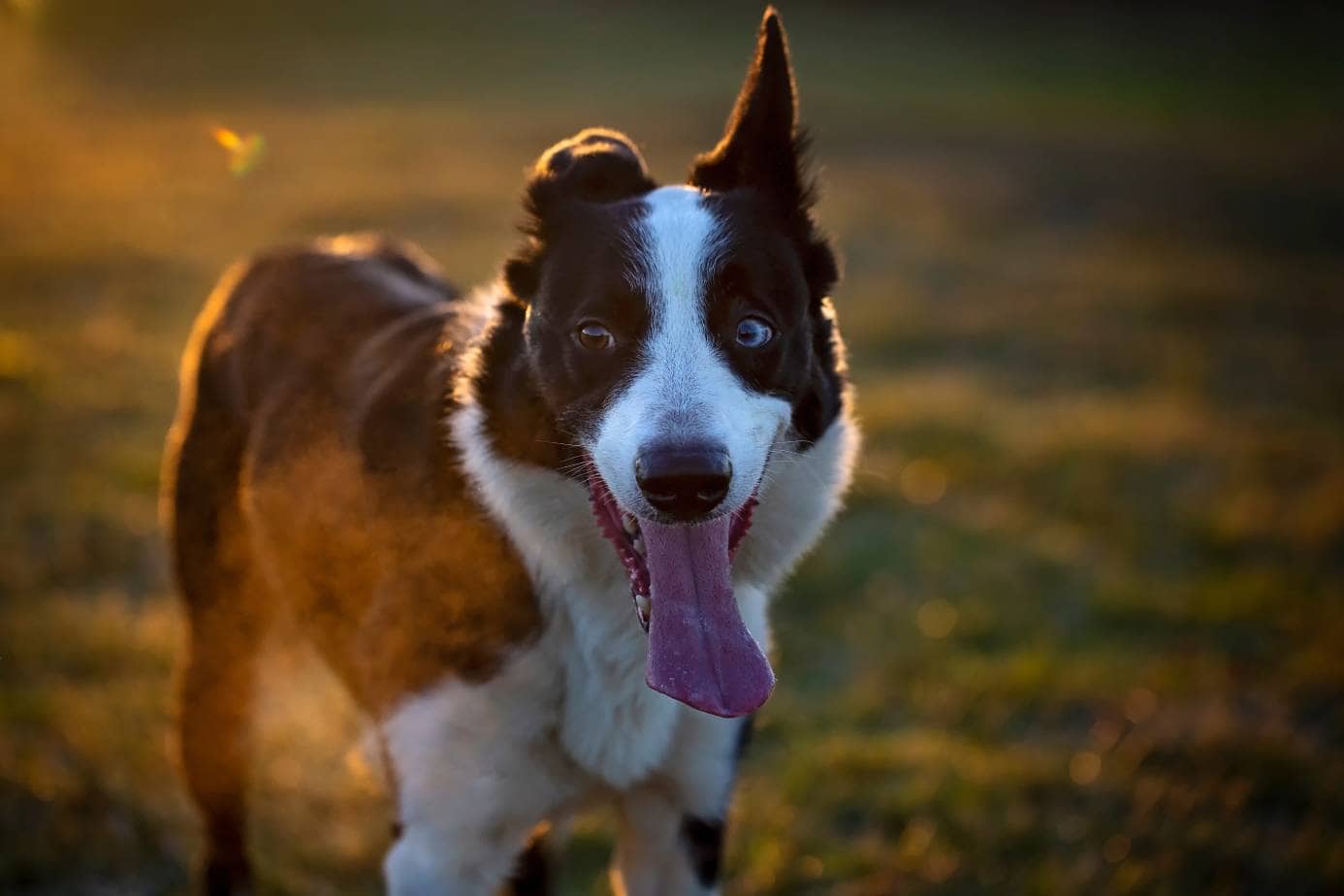 Short Haired Border Collie