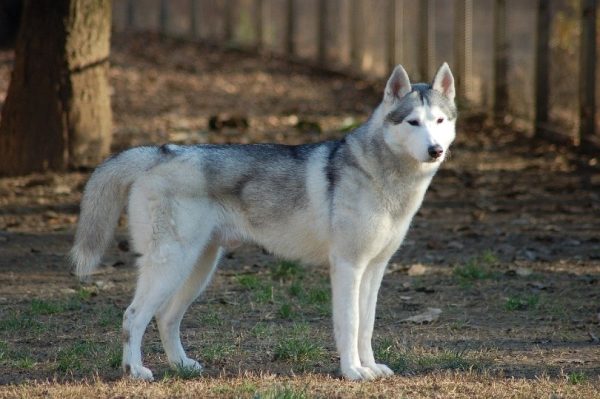 Siberian Husky