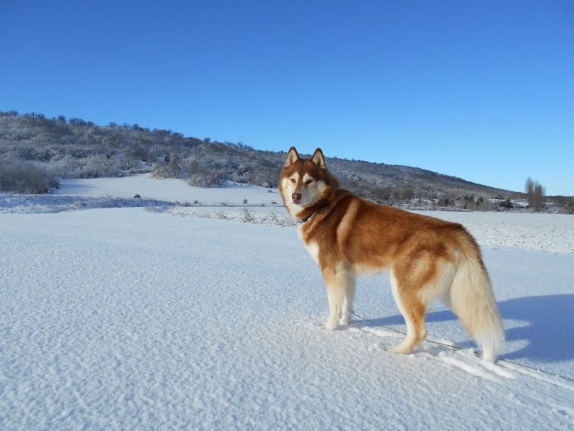 Siberian Husky in the snow