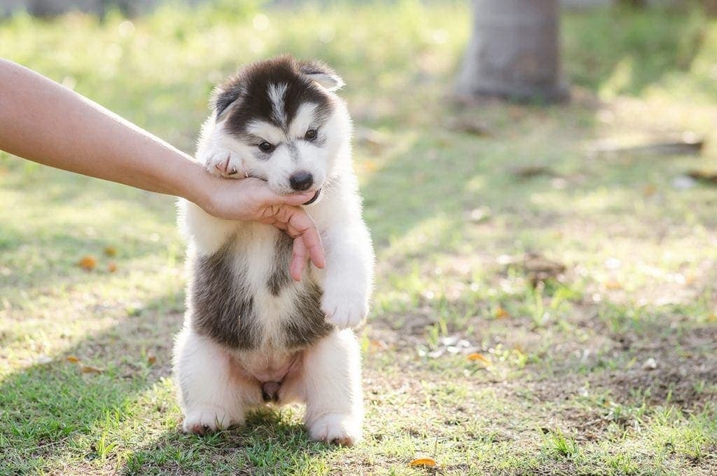 Siberian Husky puppy