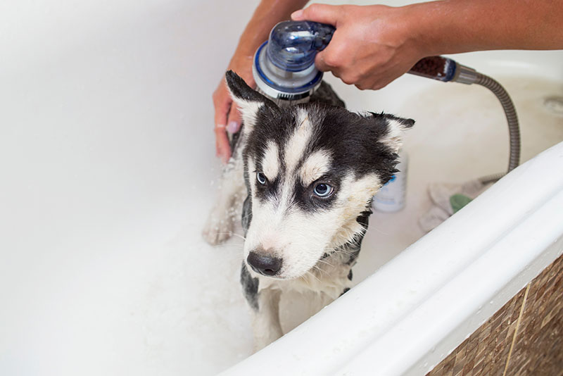 Siberian Husky puppy gets a bath in a bathroom tub
